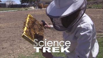 Bees: Honey and Smoke