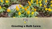 Creating a Bulb Lawn