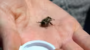 Disappearing Bumble Bees Part 2