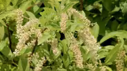 Learn how rain gardens protect our waterways