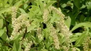 Learn how rain gardens protect our waterways