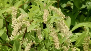 Learn how rain gardens protect our waterways