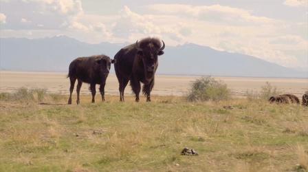 Video thumbnail: This Is Utah Four-Legged Friends