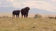 Four-Legged Friends