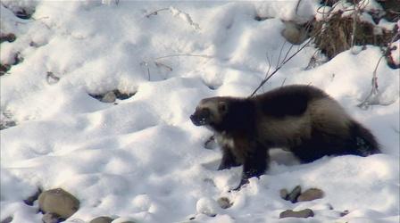 Video thumbnail: Scout-Wild Things Working for Wildlife (Outdoor Idaho)
