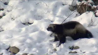 Working for Wildlife (Outdoor Idaho)