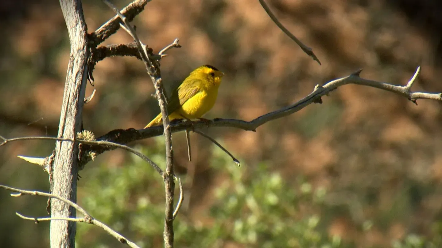 A Walk in the Park with Nick Mollé: Birds Without Borders