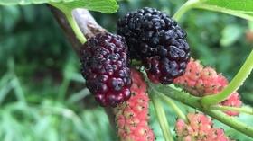 Video thumbnail: Virginia Home Grown Foraging for Edible Plants, Community Garden (#1906)