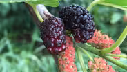 Foraging for Edible Plants, Community Garden (#1906)