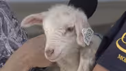 State Fair Baby Animal Visit