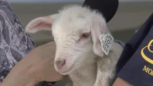 State Fair Baby Animal Visit