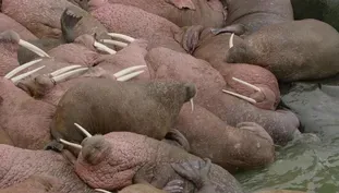 Wild Moments: Walrus