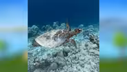 Sea Turtles
