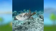 Sea Turtles