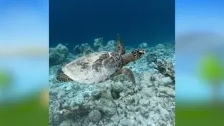 Sea Turtles