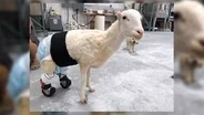 Bionic Pets: Prosthetic Devices for Animals