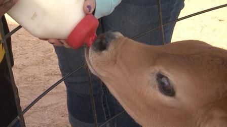 Video thumbnail: NC Weekend Simply Natural Creamery
