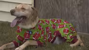 Love of Pit Bulls Inspires Colorful Mission to Break Stigma
