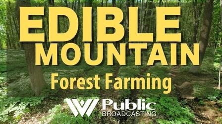 Video thumbnail: Edible Mountain Forest Farming