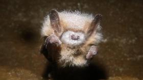 Video thumbnail: SciTech Now North Carolina Saving Bats, Mars Rover & Long-term Effects of Oil Spill