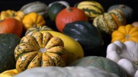 Video thumbnail: Farm to Fork Wyoming Maize and Pumpkins