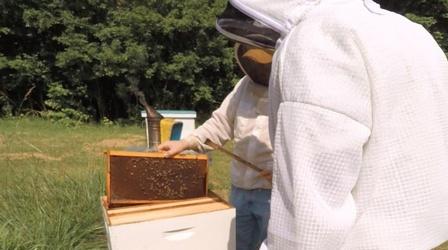 Video thumbnail: The Family Plot Bees and Wildflowers