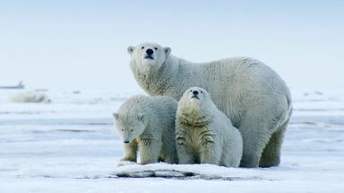 Polar Bears Search for Scraps in Changing Climate