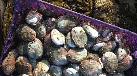 Video thumbnail: Earth Focus Dying Oceans: Abalone Restoration In California