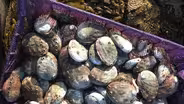Dying Oceans: Abalone Restoration In California