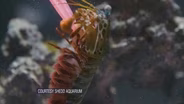 Scientists Recreate Punch of the Mantis Shrimp in a Robot
