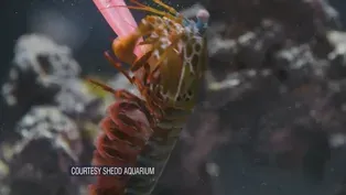 Scientists Recreate Punch of the Mantis Shrimp in a Robot
