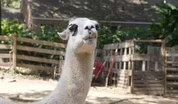 Atlanta Braves and Alpaca Ways
