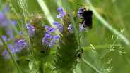 Disappearing Bumble Bees