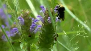 Disappearing Bumble Bees