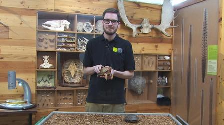 Video thumbnail: Iowa PBS Presents Go Beyond: Cold-Blooded Critters