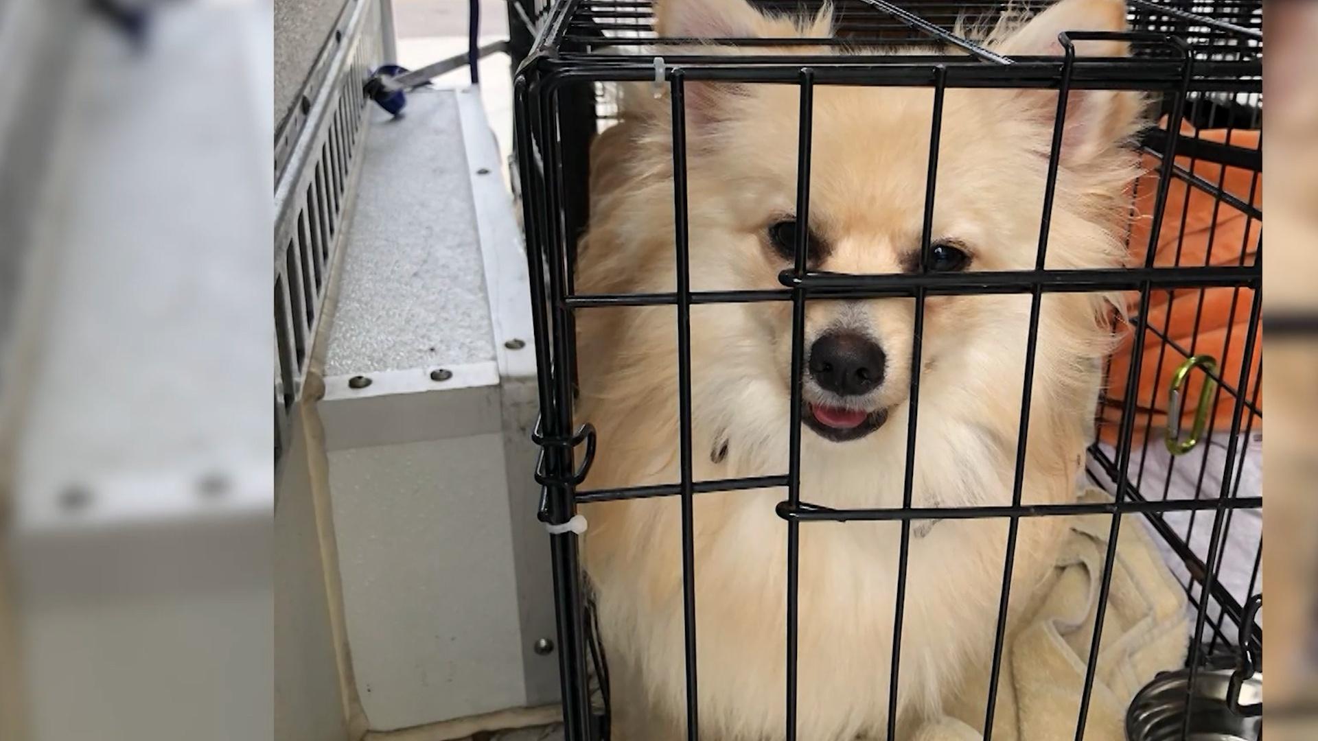 Group Reuniting Animals with Tornado Victims