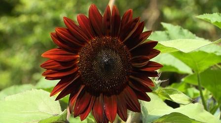 Video thumbnail: Virginia Home Grown Learn How to Grow Flowers for Cutting