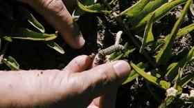 Video thumbnail: Vegas PBS Join the Monarch Larva Monitoring Project