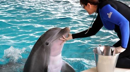 Video thumbnail: PBS NewsHour Dolphins raised in captivity will call this sanctuary home