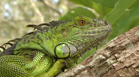Video thumbnail: Urban Nature Florida's Most Wanted