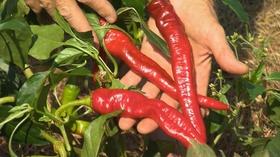 Video thumbnail: Volunteer Gardener Volunteer Gardener 2707