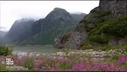 The potential impact of logging in Tongass National Forest