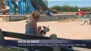 Animal Shelters Await Influx of Pets When Eviction Ban Lifts