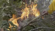 Fire Tender | Restorative Fire