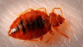 5 of the Grossest House Pests We’ve Ever Filmed: asset-mezzanine-16x9