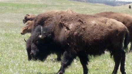 Video thumbnail: Almanac Restoring Bison on the Minnesota Prairie