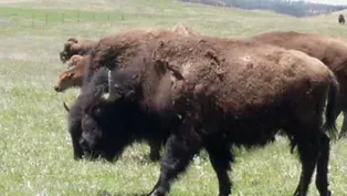 Restoring Bison on the Minnesota Prairie
