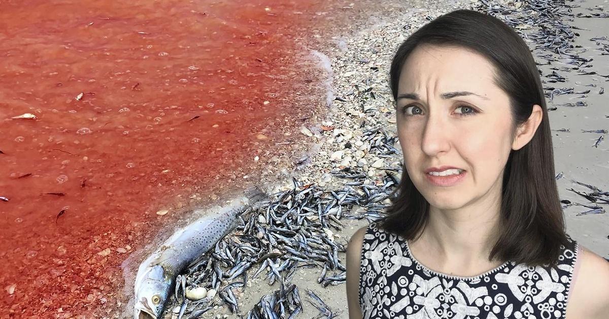 Reactions The Terrifying (but Awesome) Science Behind Red Tides