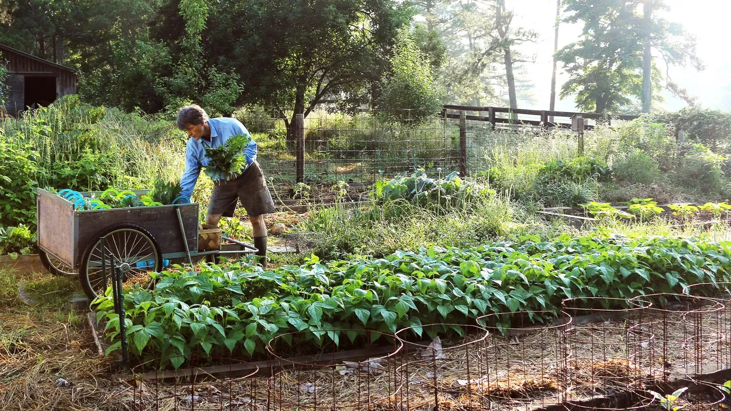 The Weekend Farmer