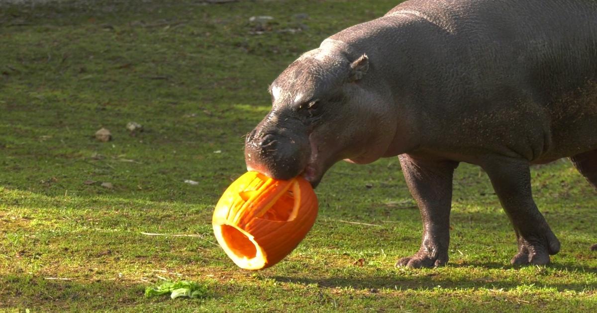 Chicago Tonight Brookfield Zoo Hippo Enjoys Halloween Treat Season